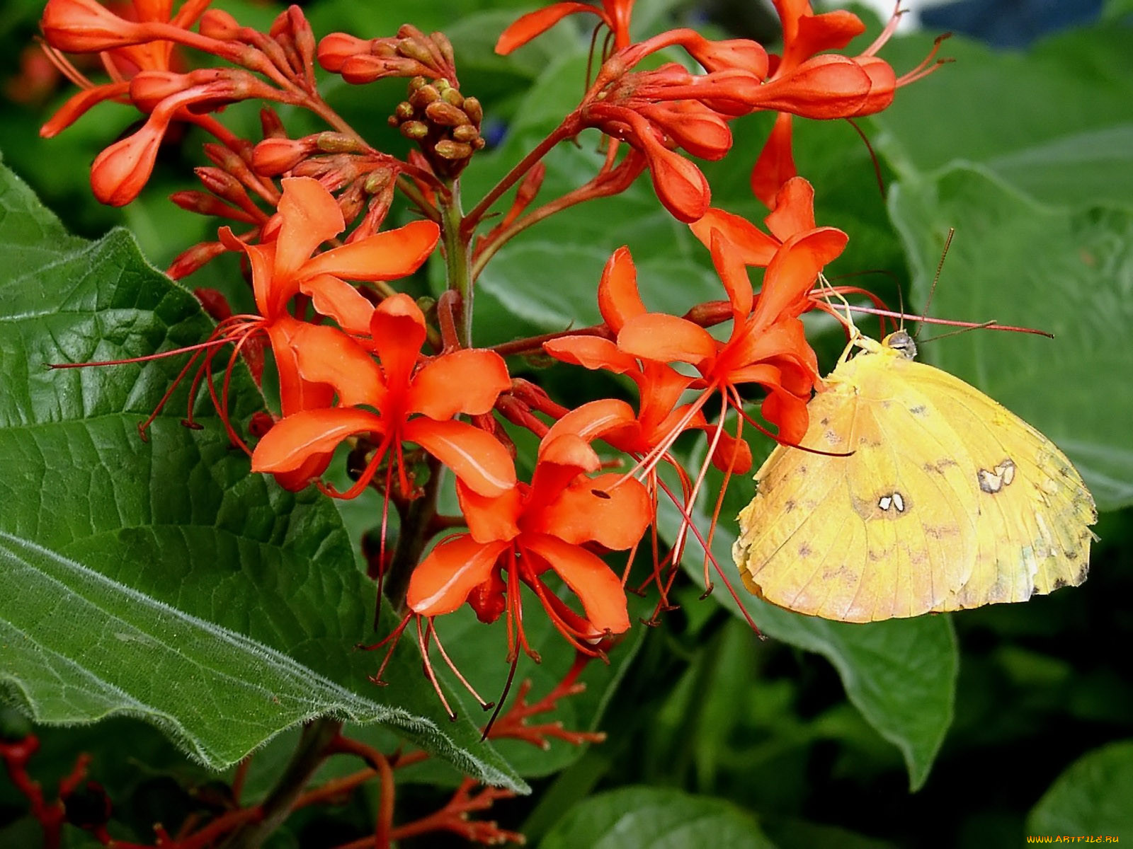 orange, barred, sulphur, butterfly, phoebis, philea, , 